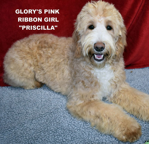 australian labradoodle
