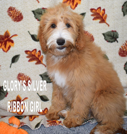 australian labradoodle