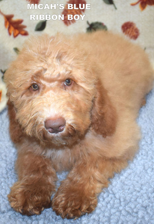 australian labradoodle