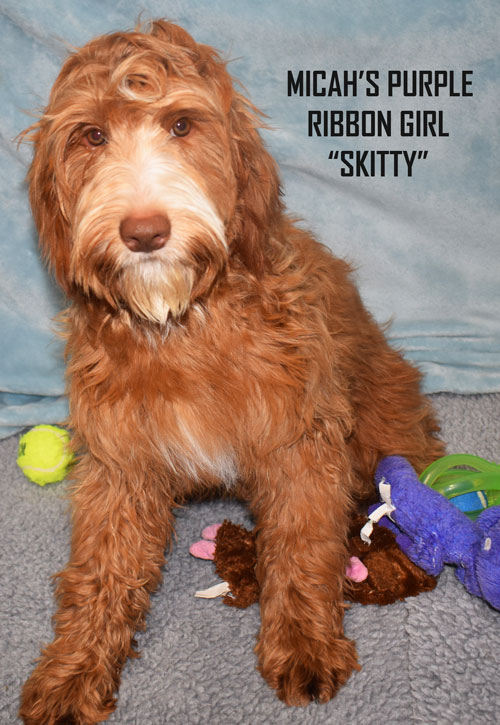 australian labradoodle