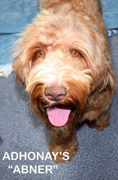 australian labradoodle