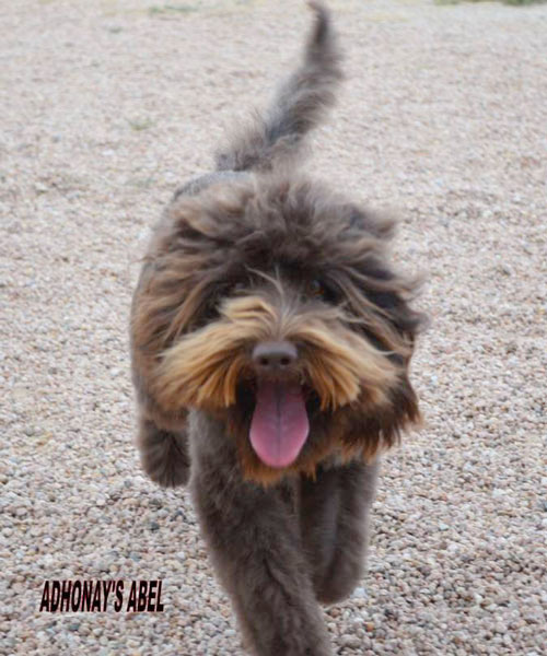 Adhonay's Labradoodles Multigen Australian Labradoodles