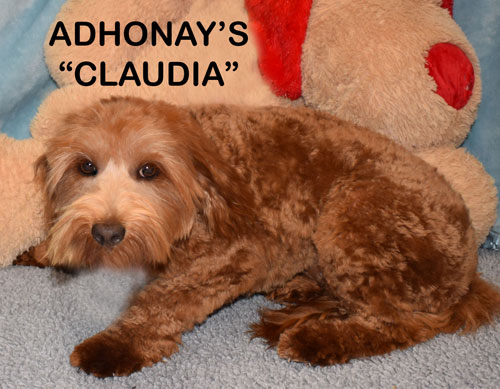 adhonays labradoodles