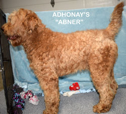 australian labradoodle