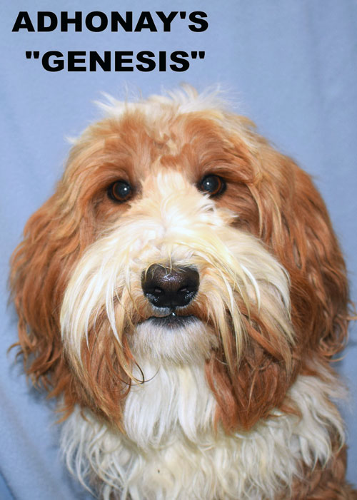 australian labradoodles