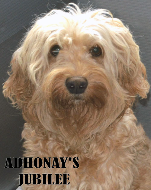 Adhonay's Labradoodles Multigen Australian Labradoodles