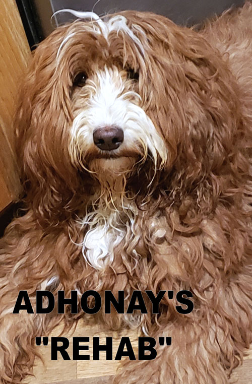 australian labradoodle