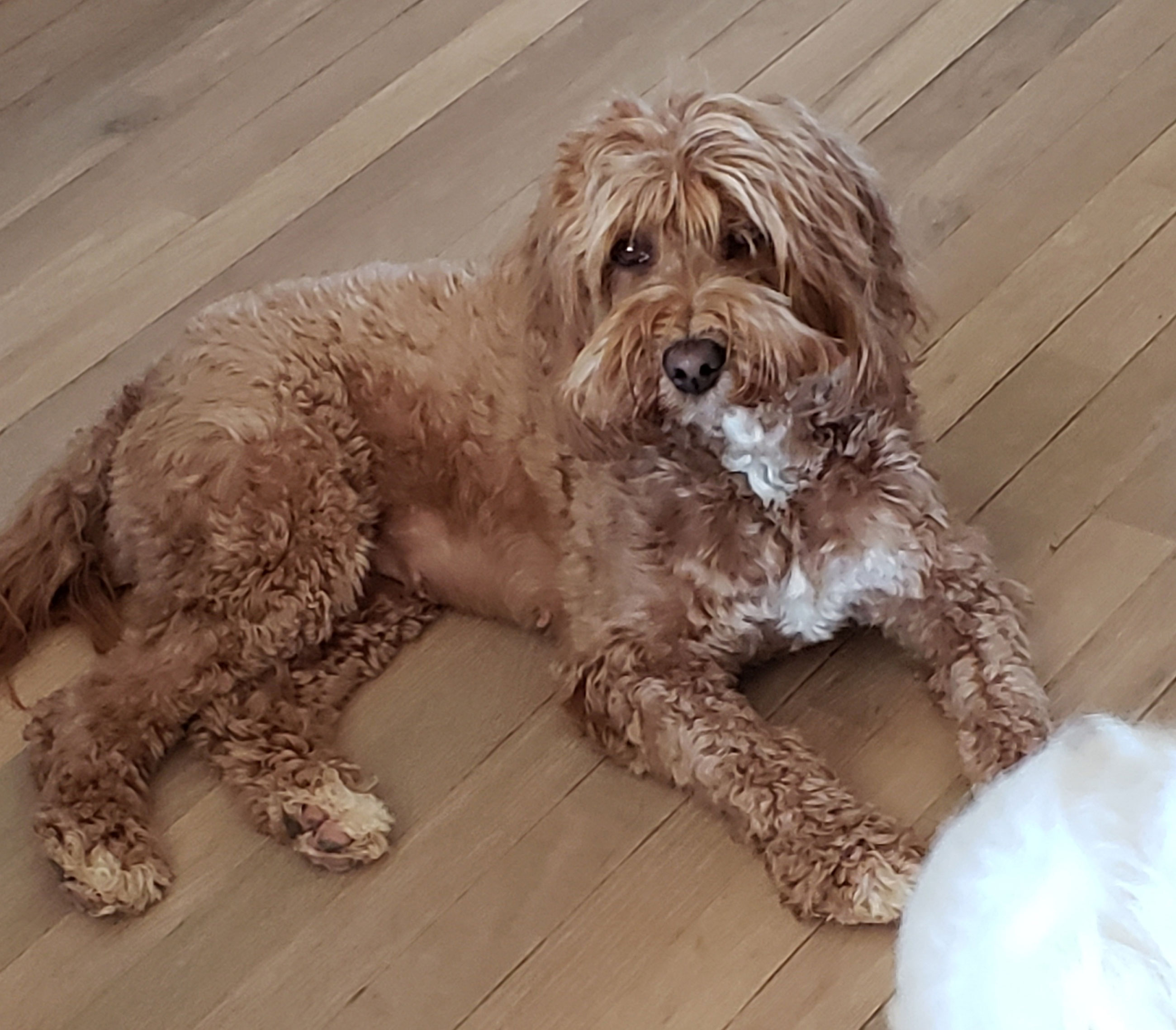 Australian Labradoodles