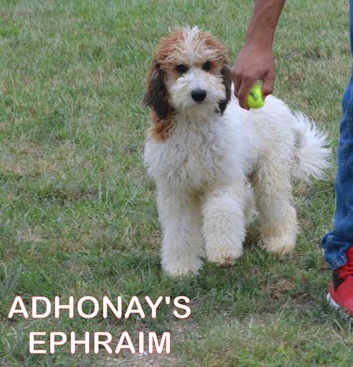 Adhonay's Labradoodles Multigen Australian Labradoodles