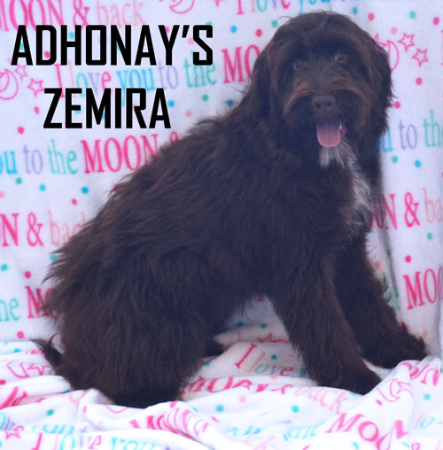 Adhonay's Labradoodles Multigen Australian Labradoodles