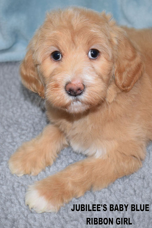 australian labradoodle