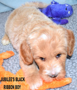 australian labradoodle