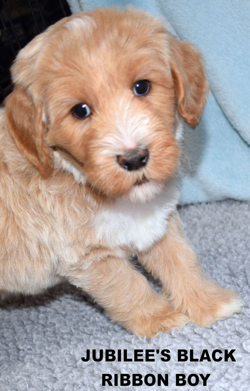 australian labradoodle