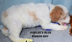 australian labradoodle