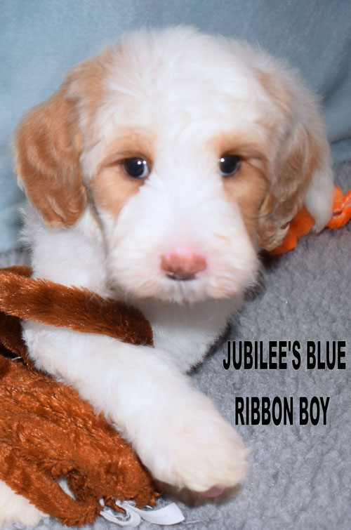 australian labradoodle