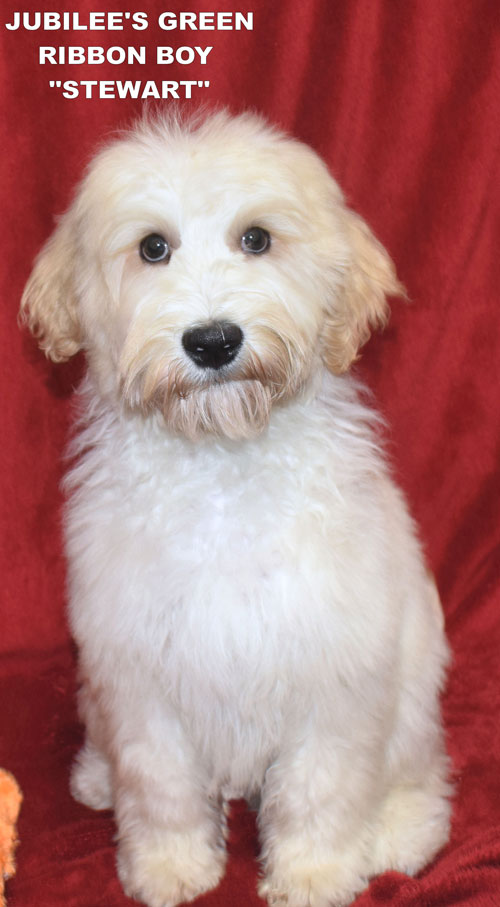australian labradoodle