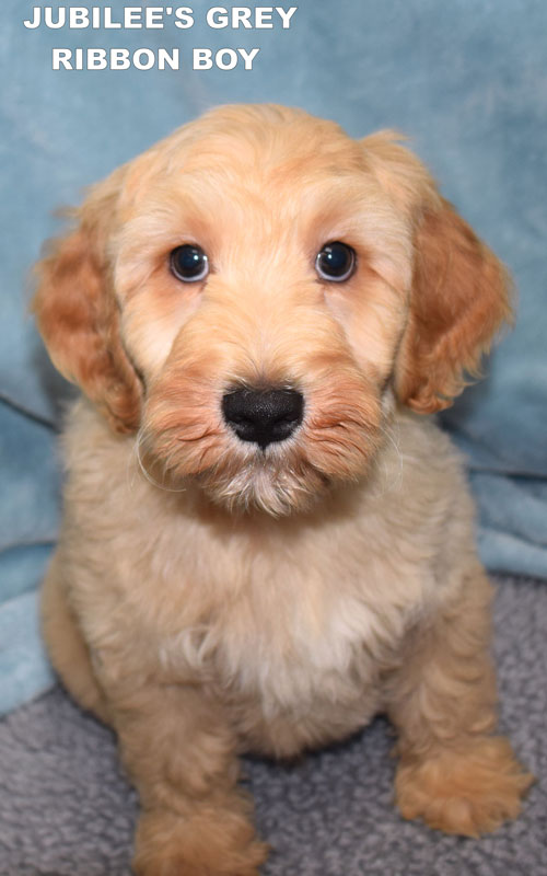 australian labradoodle