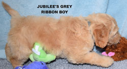 australian labradoodle