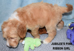 australian labradoodle