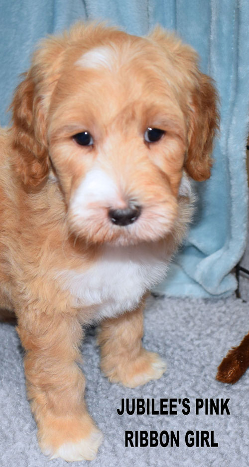 australian labradoodle
