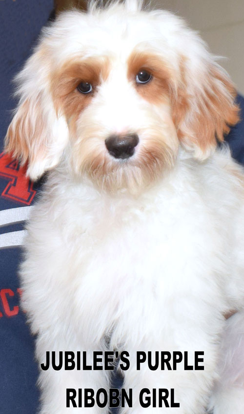 australian labradoodle