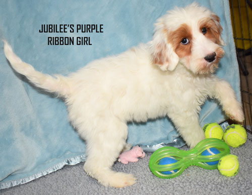 australian labradoodle