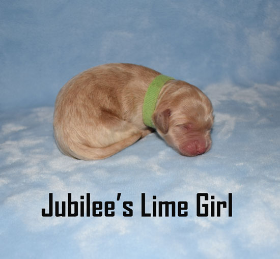australian labradoodle